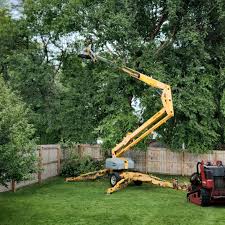 Best Lawn Renovation and Restoration  in Ntgomery City, MO