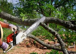 Professional Tree Care in Montgomery City, MO