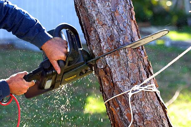 How Our Tree Care Process Works  in  Montgomery City, MO