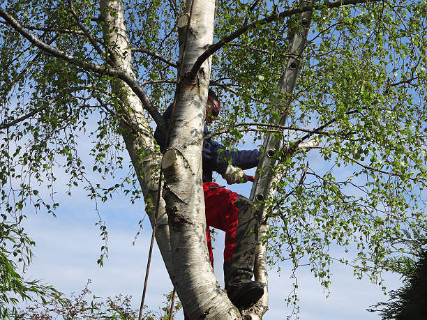 Best Arborist Consultation Services  in Ntgomery City, MO